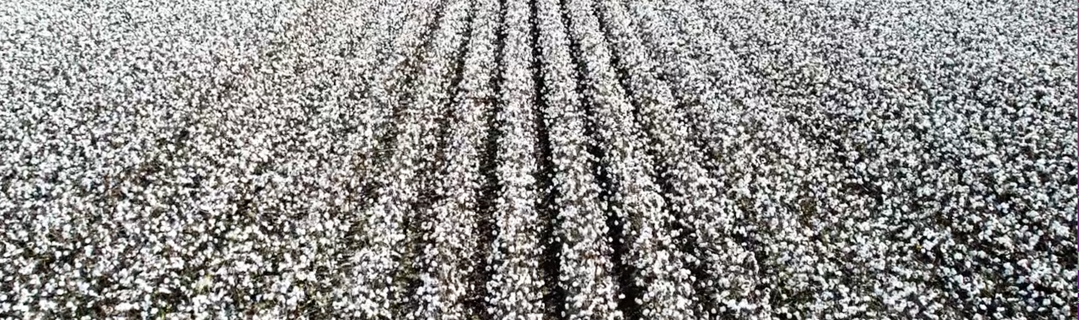 cotton